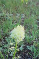 Montanas-Flathead-Lake0522