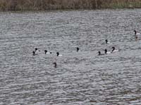 Montanas-Flathead-Lake0571