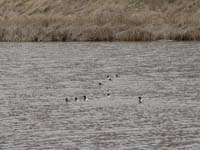 Montanas-Flathead-Lake0572