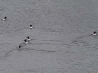 Montanas-Flathead-Lake0573