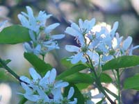 Montanas-Flathead-Lake0633