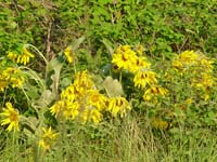 Montanas-Flathead-Lake0635