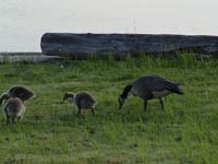 Montanas-Flathead-Lake0637