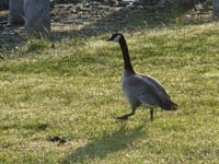 Montanas-Flathead-Lake0638