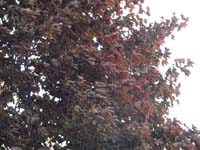 Montanas-Flathead-Lake0640