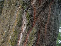 Montanas-Flathead-Lake0647