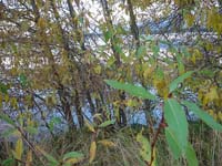 Montanas-Flathead-Lake0710