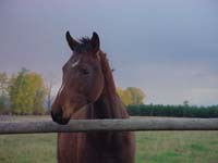 Montanas-Flathead-Lake0717