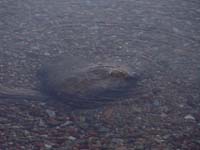 Montanas-Flathead-Lake0801