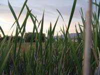 Montanas-Flathead-Lake0894