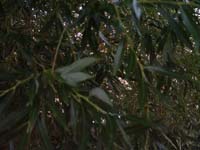 Montanas-Flathead-Lake0917