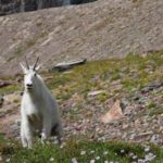 Mountain Goat in Glacier Park