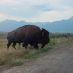 National Bison Range