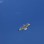Seagull above Flathead Lake