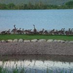 Geese on Flathead Lake