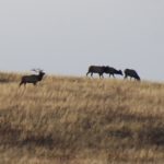 National Bison Range